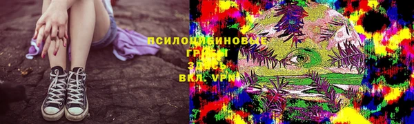 кокс Гатчина